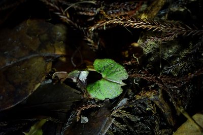 Corybas sanctigeorgianus, photographed by Christopher Stephens