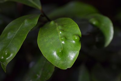 Pseudowintera axillaris, photographed by Christopher Stephens