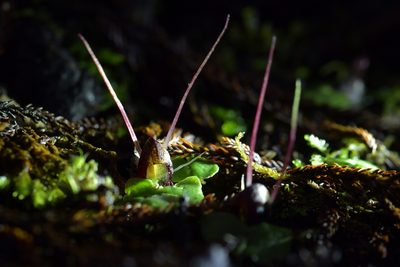 Corybas hypogaeus, photographed by Christopher Stephens
