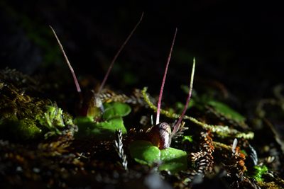 Corybas hypogaeus, photographed by Christopher Stephens