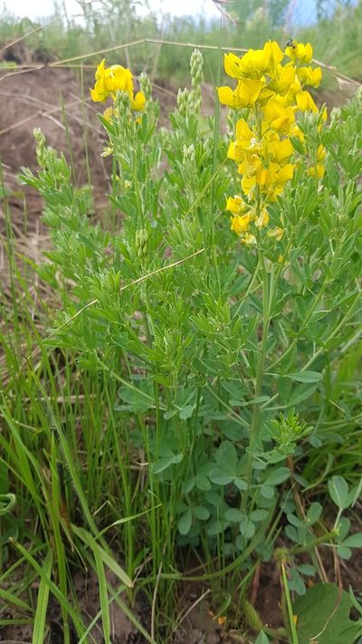 Crotalaria globifera, photographed by Suvarna Parbhoo Mohan