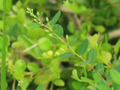 Berchemia lineata, photographed by chiuluan