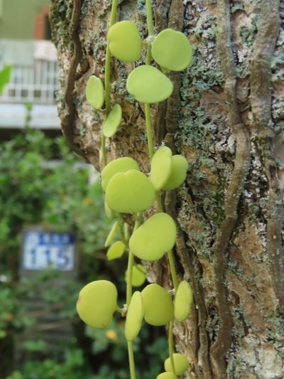 Dischidia formosana, photographed by chiuluan