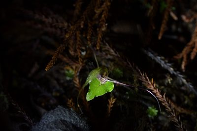 Corybas acuminatus, photographed by Christopher Stephens