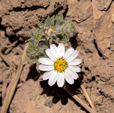 Chaetanthera pusilla, photographed by Nicolás Villaseca Merino