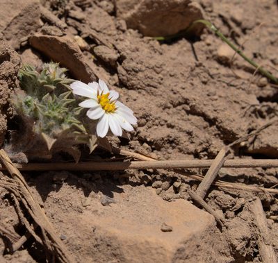 Chaetanthera pusilla, photographed by Nicolás Villaseca Merino