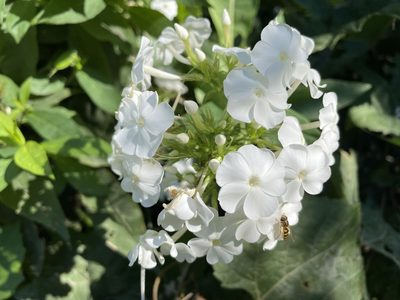 Phlox paniculata, photographed by Tom Scavo