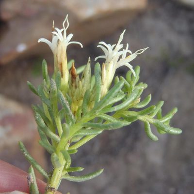 Pteronia teretifolia, photographed by Nicola van Berkel