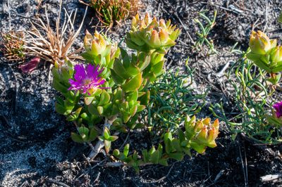 Erepsia steytlerae, photographed by magriet b