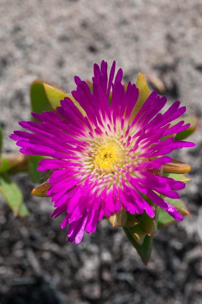 Erepsia steytlerae, photographed by magriet b