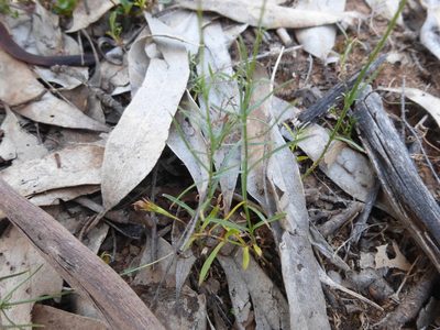 Wahlenbergia littoralis, photographed by Kiri Bee