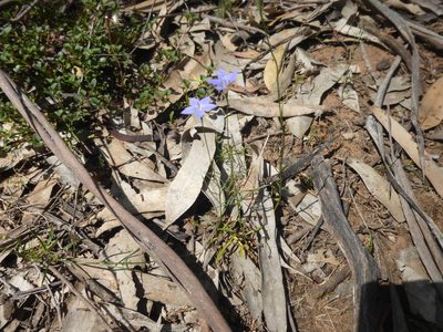 Wahlenbergia littoralis, photographed by Kiri Bee