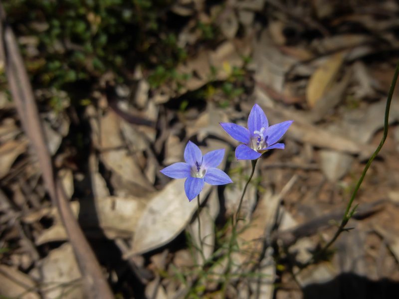 Wahlenbergia littoralis, photographed by Kiri Bee
