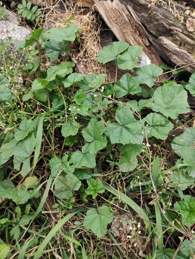 Malva verticillata, photographed by Юлия