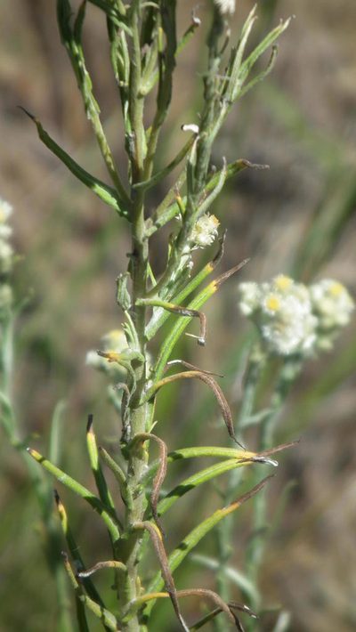 Pseudognaphalium oligandrum, photographed by Shaun Swanepoel