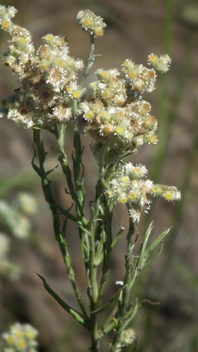 Pseudognaphalium oligandrum, photographed by Shaun Swanepoel