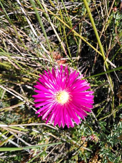 Lampranthus stenopetalus, photographed by melda