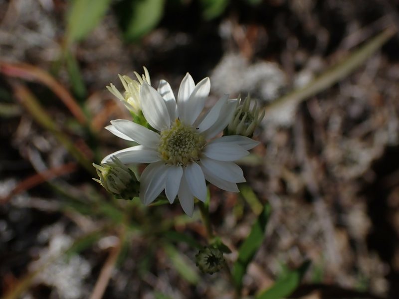 Solidago ptarmicoides, photographed by Mary Krieger