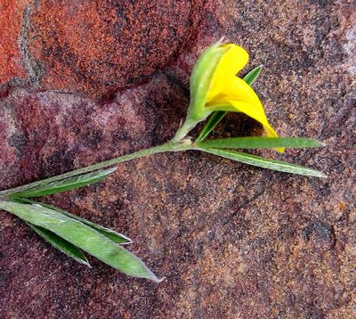Argyrolobium harveyanum, photographed by Di Turner
