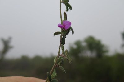 Indigofera outrampsii, photographed by Di Turner