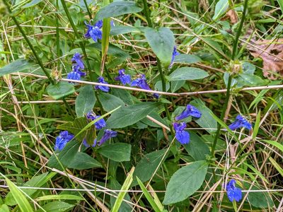 Lobelia siphilitica, photographed by Patrick Hanly