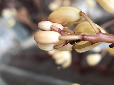 Erythrorchis altissima, photographed by Cheng-Tao Lin