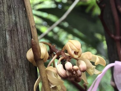 Erythrorchis altissima, photographed by Cheng-Tao Lin