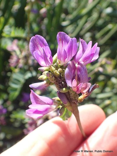 Abrus laevigatus, photographed by Peter Warren