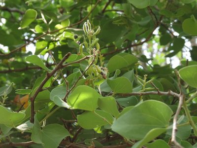 Bauhinia racemosa, photographed by Ajit Ampalakkad