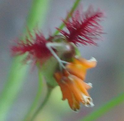 Panicum deustum, photographed by Nicola van Berkel