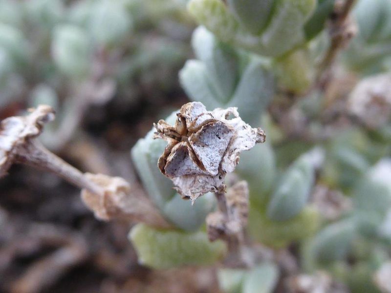 Ruschia muricata, photographed by Andrew Hankey