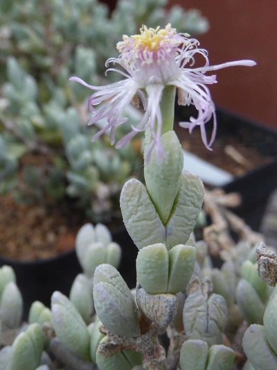Ruschia muricata, photographed by Andrew Hankey