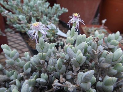 Ruschia muricata, photographed by Andrew Hankey