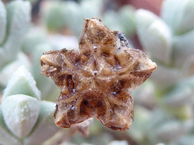 Ruschia muricata, photographed by Andrew Hankey