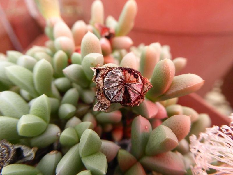 Schlechteranthus albiflorus, photographed by Andrew Hankey