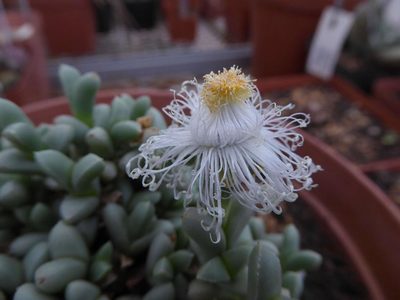 Schlechteranthus albiflorus, photographed by Andrew Hankey
