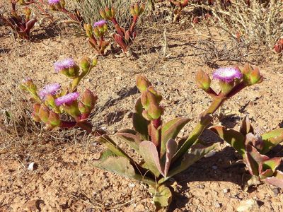 Mesembryanthemum barklyi, photographed by Andrew Hankey