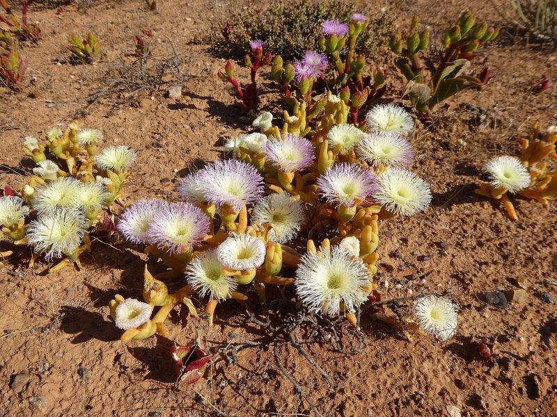Mesembryanthemum hypertrophicum, photographed by Andrew Hankey
