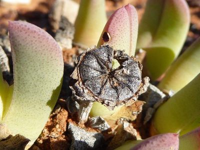Cheiridopsis robusta, photographed by Andrew Hankey