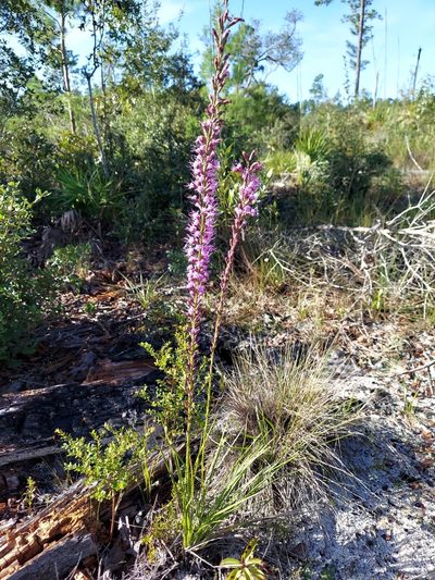 Liatris laevigata, photographed by Athena Philips