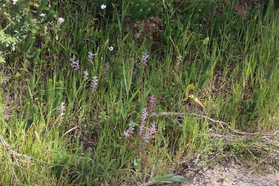 Lachenalia fistulosa, photographed by Tony Rebelo