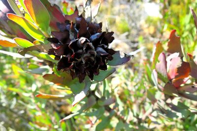 Leucadendron barkerae, photographed by Di Turner