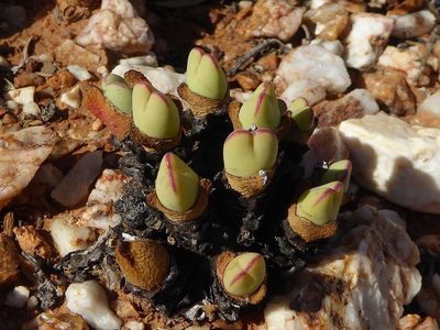 Conophytum bilobum, photographed by Andrew Hankey