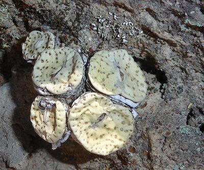 Conophytum obcordellum, photographed by Andrew Hankey