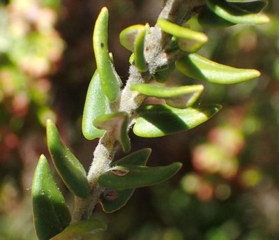 Phylica litoralis, photographed by Nicola van Berkel