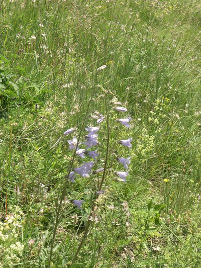 Campanula sarmatica, photographed by Oleg Kosterin