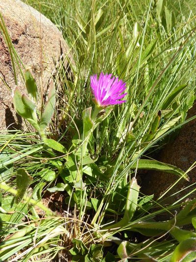 Delosperma sutherlandii, photographed by Andrew Hankey