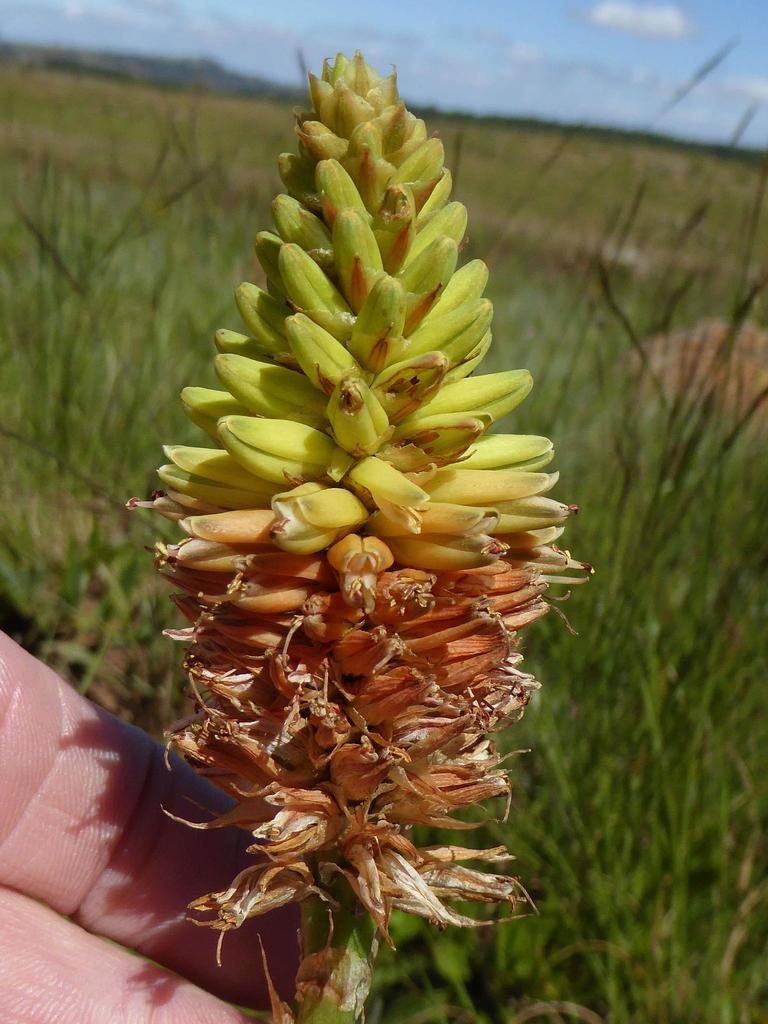 Aloe modesta, photographed by Andrew Hankey