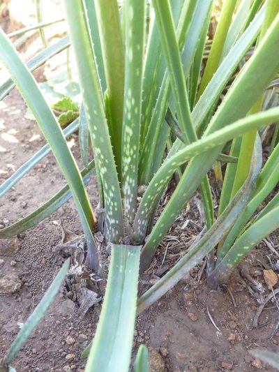Aloe modesta, photographed by Andrew Hankey