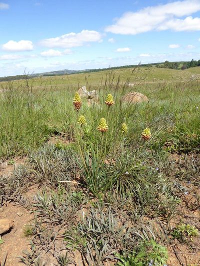 Aloe modesta, photographed by Andrew Hankey